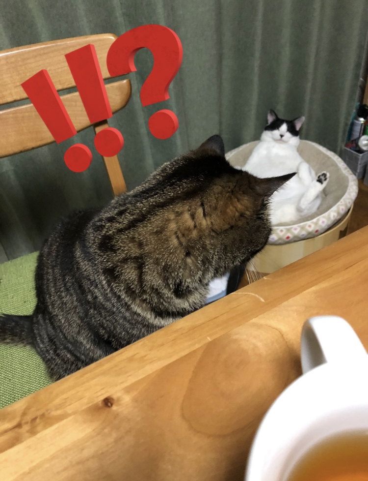 二度見するねこ