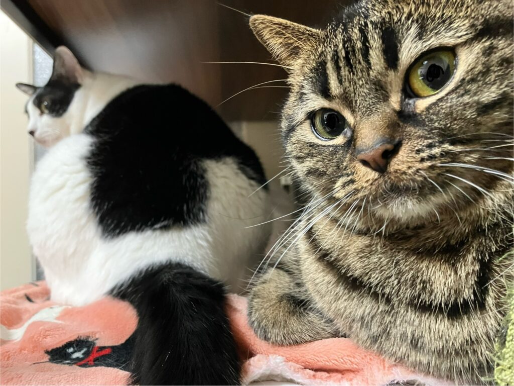ハル&ミロ