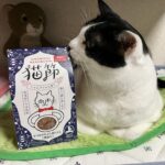 ねこ　けずりぶし