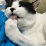 ミロ